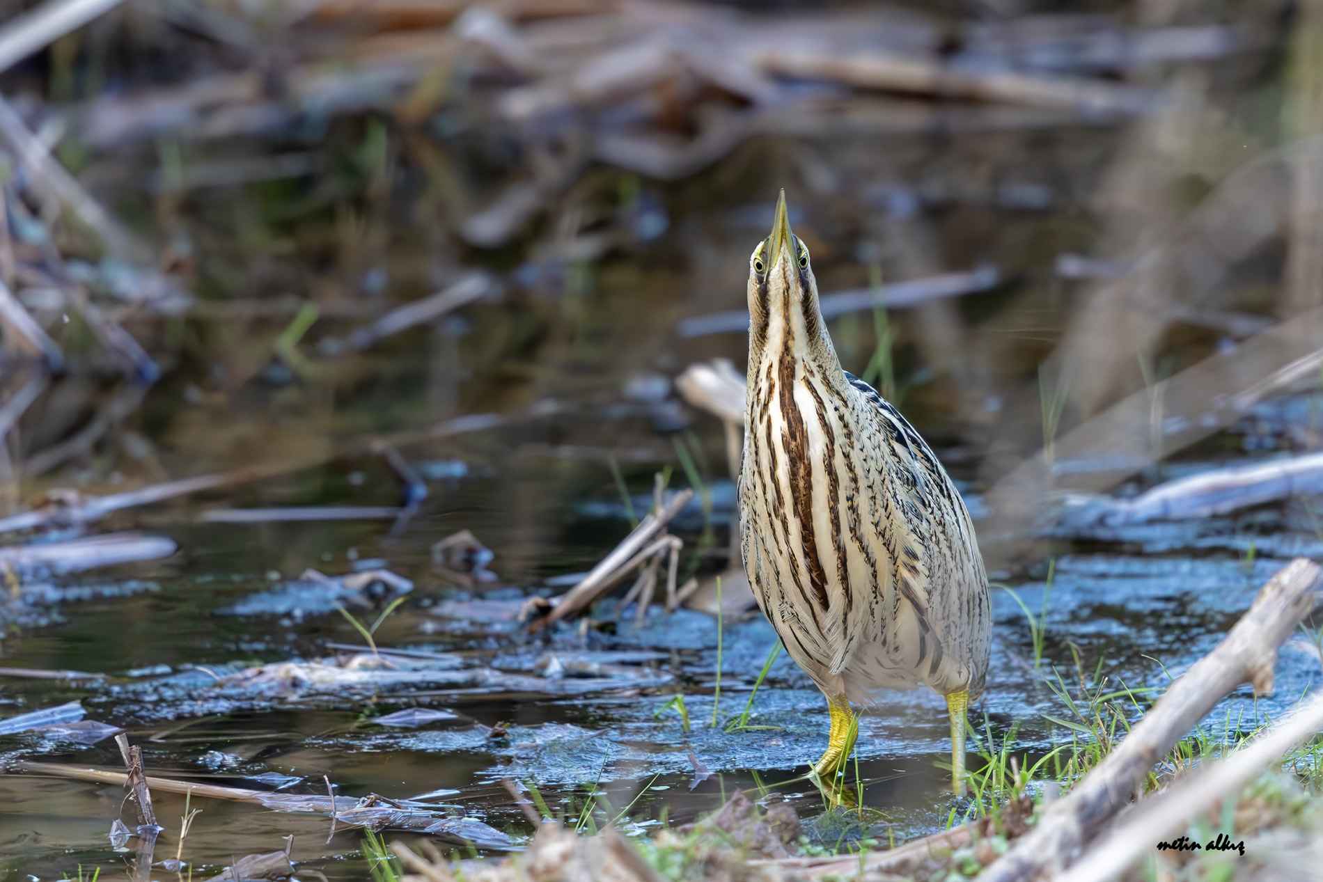 Great Bittern